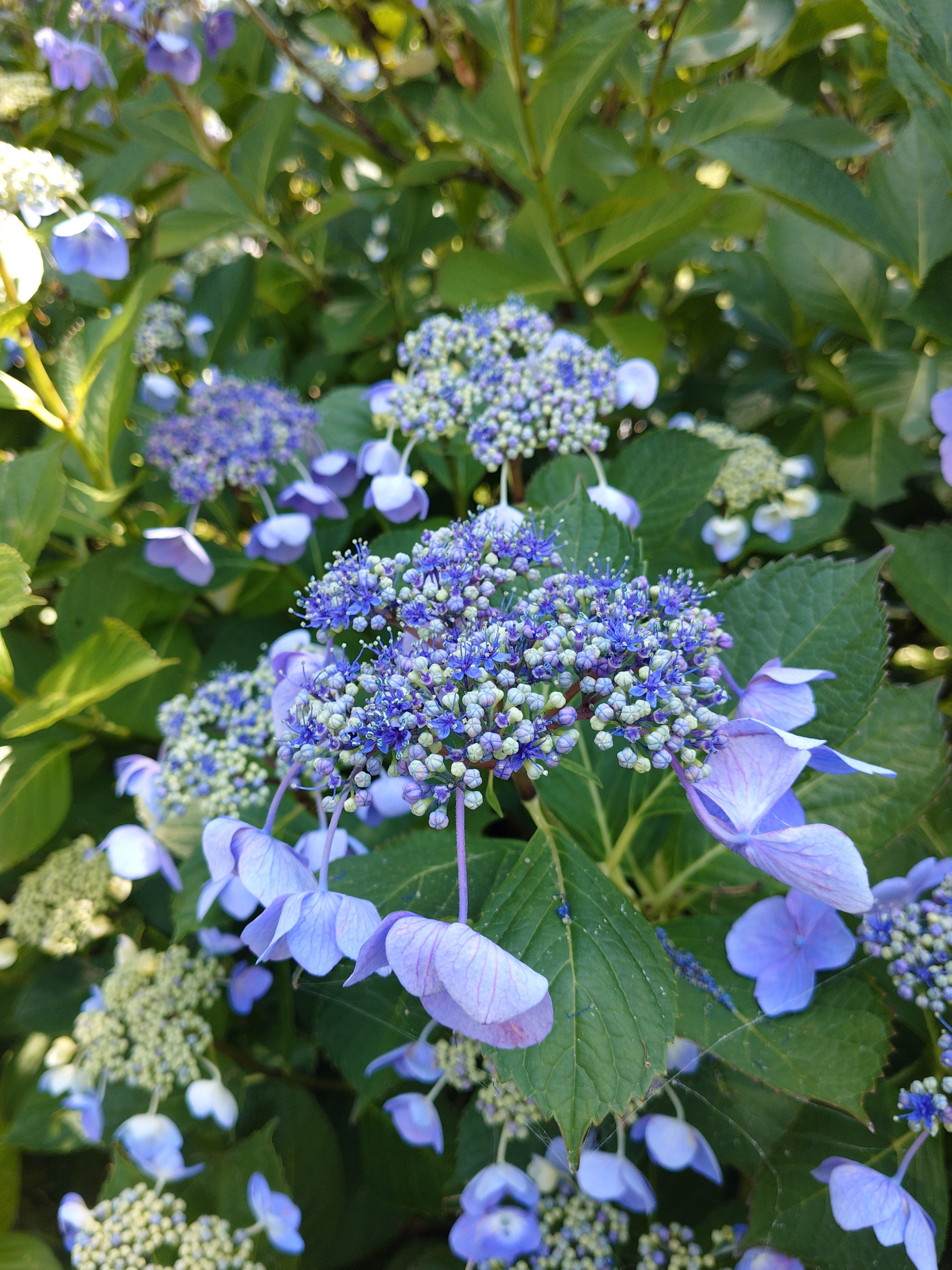 季節の花
