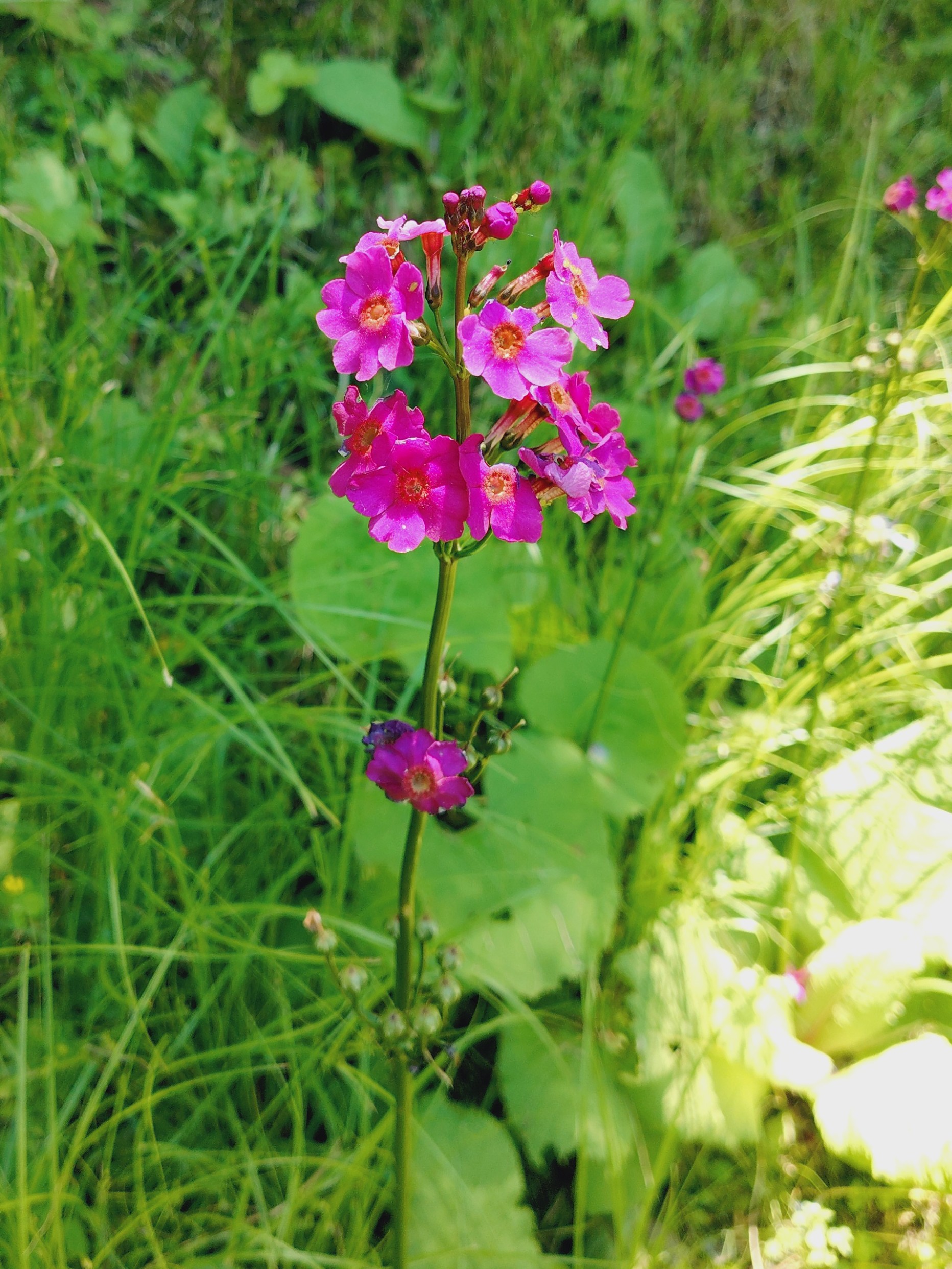 季節の花
